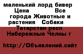 маленький лорд бивер › Цена ­ 10 000 - Все города Животные и растения » Собаки   . Татарстан респ.,Набережные Челны г.